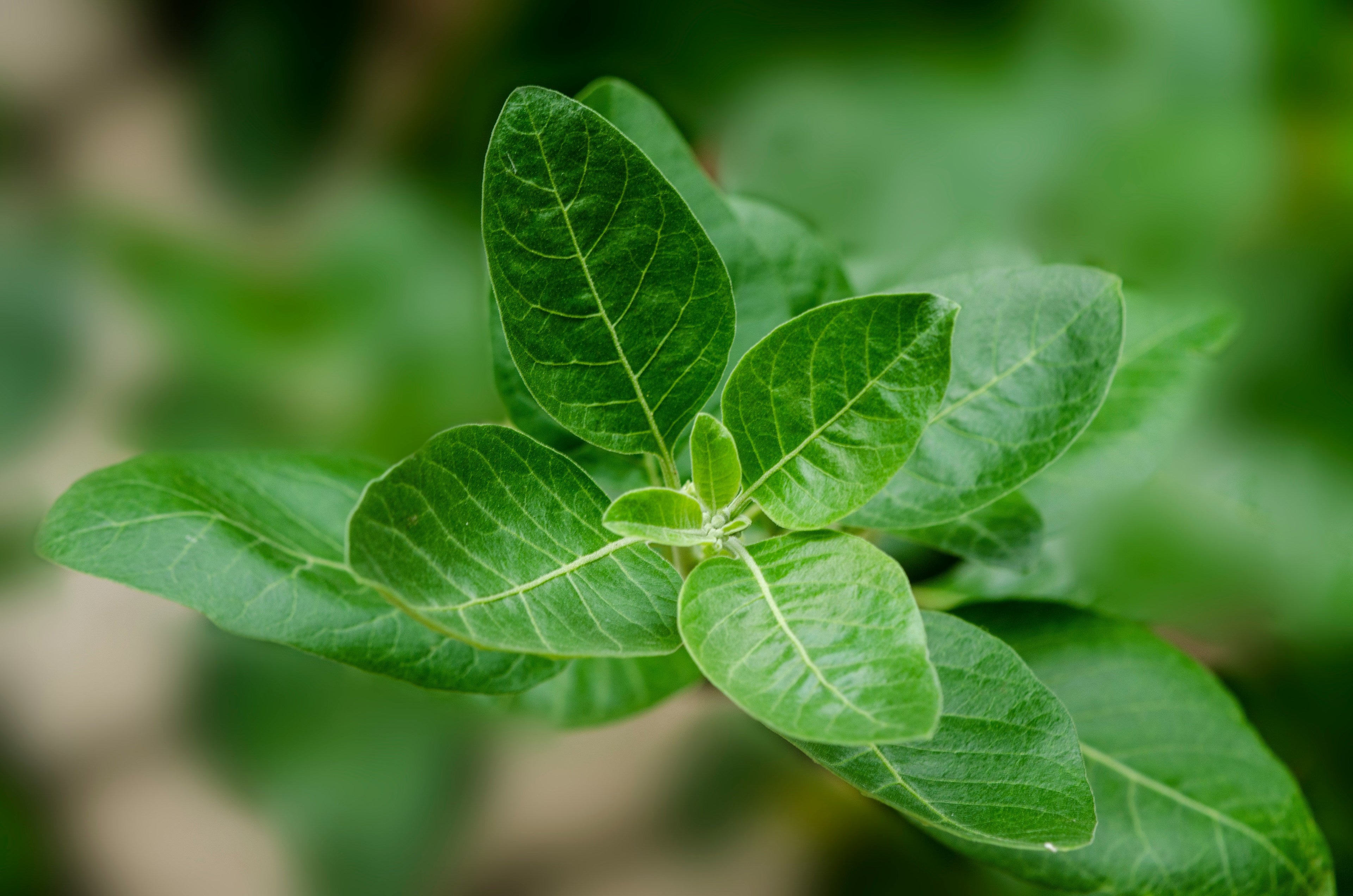 Poudre d'Ashwagandha-2